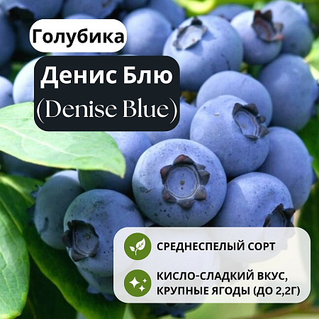 Голубика Денис Блю (Denise Blue) С1,5 Голубика Денис Блю (Denise Blue) С1,5