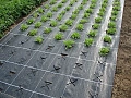 Агроткань шир.110 (пл. 100 г/м2) UV чёрная Агроткань шир.110 (пл. 100 г/м2) UV чёрная