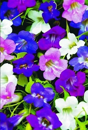 Азарина Смесь окрасок, 10шт Азарина Смесь окрасок, 10шт