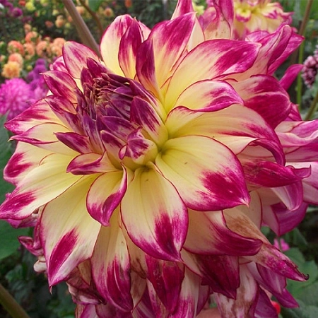 Георгина Zoey Rey