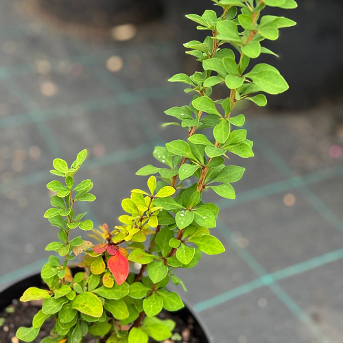 Барбарис Эректа (Erecta) тунберга 20 см Барбарис Эректа (Erecta) тунберга 20 см