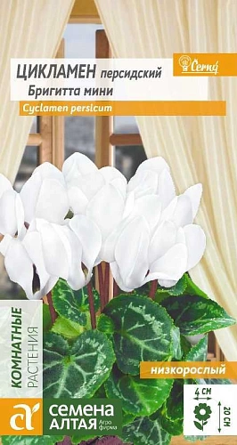 Цикламен Бриггита мини, 3 шт Цикламен Бриггита мини, 3 шт