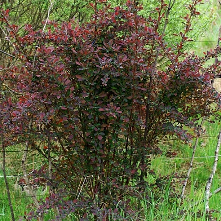 Барбарис Auricoma оттавский 50-70 см