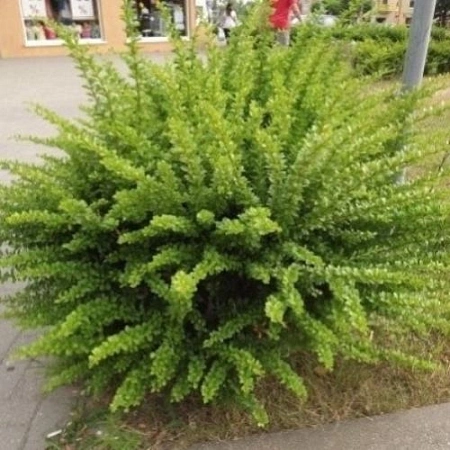 Барбарис Индиан Саммер (Indian Summer) тунберга 40-60 см