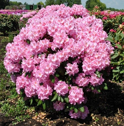 Рододендрон Scintilation Рододендрон Scintilation