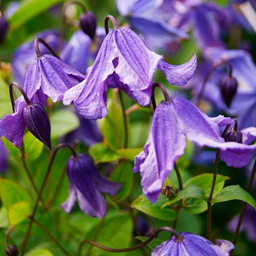 Клематис Эриостемон Клематис Эриостемон