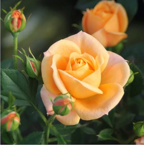 Роза Эприкот Клементин (Apricot Clementine) Роза Эприкот Клементин (Apricot Clementine)