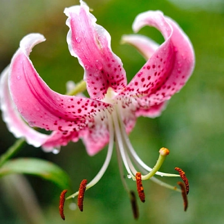Лилия Speciosum Uchida