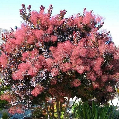 Скумпия Grace кожевенная 40-60 см Скумпия Grace кожевенная 40-60 см