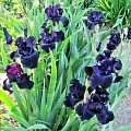 Ирис Germanica Black Dragon (1 шт. в уп.) Ирис Germanica Black Dragon (1 шт. в уп.)
