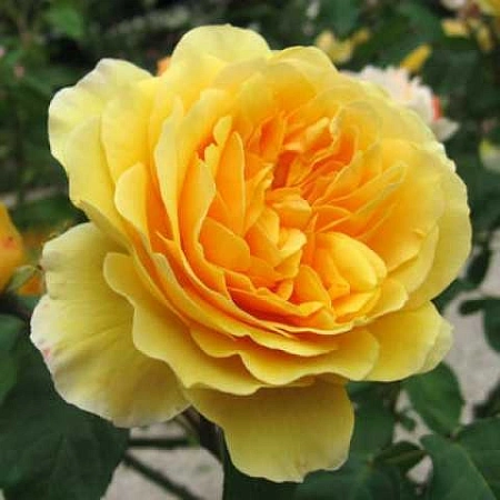 Роза английская Graham Thomas (горшок C4)