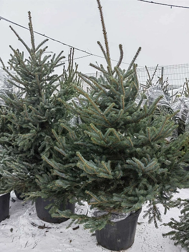 Ель голубая 120-140 см Глаука Польша Ель голубая 120-140 см Глаука Польша