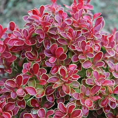 Барбарис Admiration тунберга Барбарис Admiration тунберга