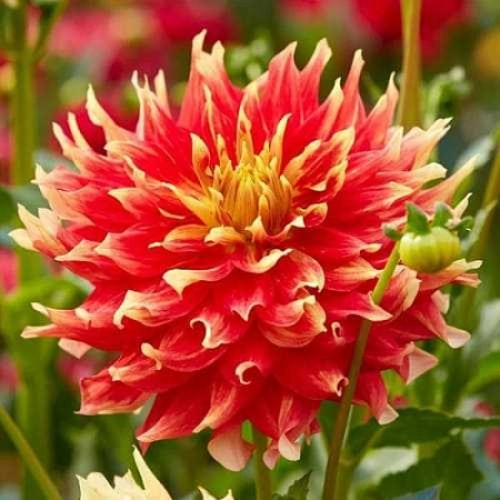 Георгина Bodacious (уп. 1 шт)