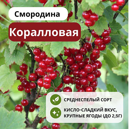 Смородина Коралловая красная С5 Смородина Коралловая красная С5