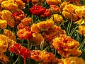Тюльпан Monte Flame (5 шт. в уп.) Тюльпан Monte Flame (5 шт. в уп.)
