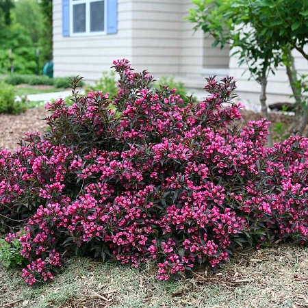 Вейгела Nana Purpurea цветущая 40-50 см