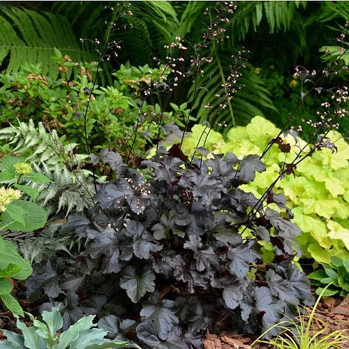 Гейхера Black Pearl Гейхера Black Pearl