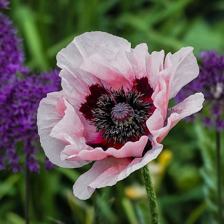 Мак Kleine tanzerin (уп. 1 шт)