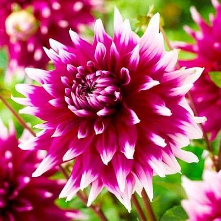 Георгина England's Glory (уп. 1 шт)