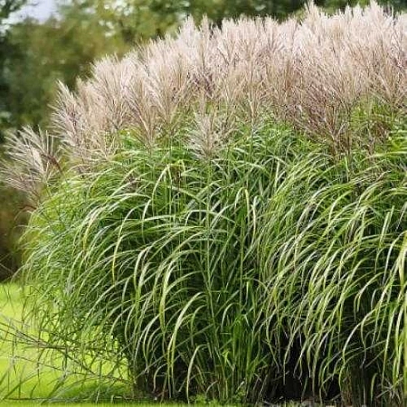 Мискантус Morning Light китайский С2