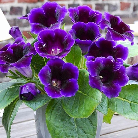 Глоксиния Violacea (1 шт. в уп.)