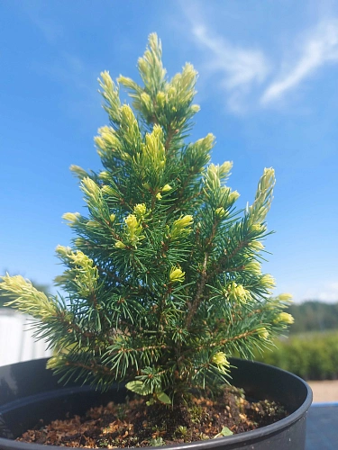 Ель канадская Рэйнбоуз Энд (Rainbow's End) 20-30 см в горшке Ель канадская Рэйнбоуз Энд (Rainbow's End) 20-30 см в горшке