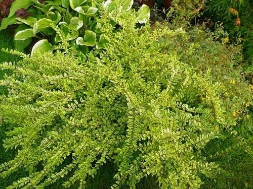 Жимолость шапочная Variegata Жимолость шапочная Variegata