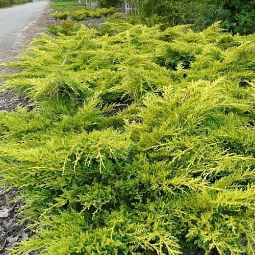 Можжевельник Олд Голд (Old Gold) C3 средний 50+ Можжевельник Олд Голд (Old Gold) C3 средний 50+