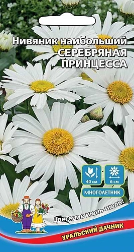 Нивяник Серебряная принцесса наибольший (УД) Нивяник Серебряная принцесса наибольший (УД)