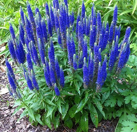 Вероника Блаутеппих (Blauteppich) С3