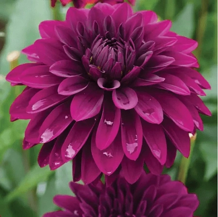 Георгина Thomas Edison (уп. 1 шт)