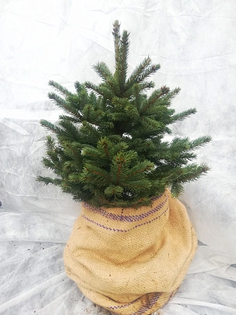 Ель колючая голубая 60-70 cм
