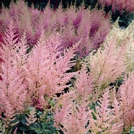 Астильба Арендса Peaches and cream Астильба Арендса Peaches and cream