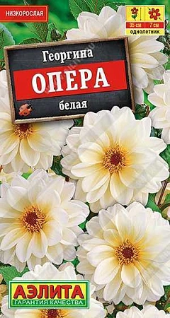 Георгина Опера белая, 7 шт (АЭЛИТА)