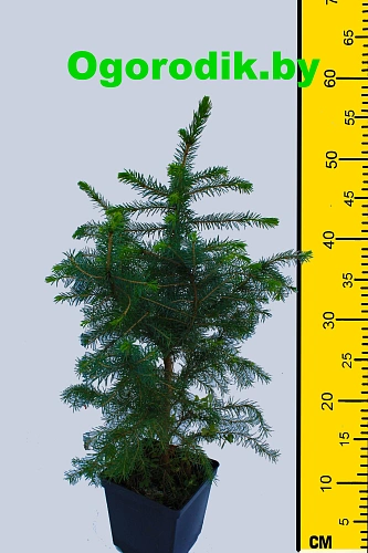 Ель сербская 70-100 см Ель сербская 70-100 см