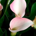 Калла Crystal Blush (уп. 1 шт) Калла Crystal Blush (уп. 1 шт)