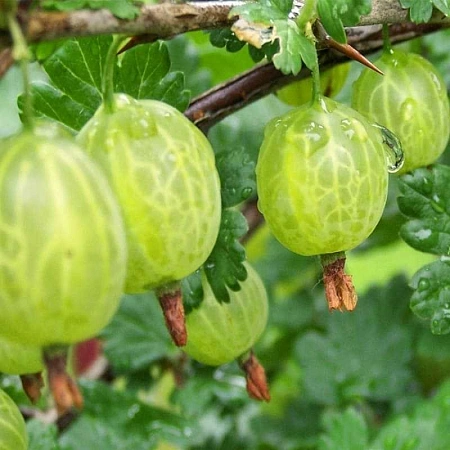 Крыжовник Коралл С3