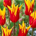 Тюльпан Fire Wings (10 шт. в уп.) Тюльпан Fire Wings (10 шт. в уп.)