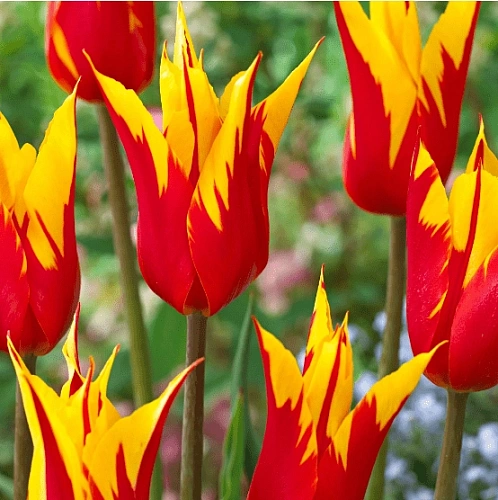 Тюльпан Fire Wings (10 шт. в уп.) Тюльпан Fire Wings (10 шт. в уп.)