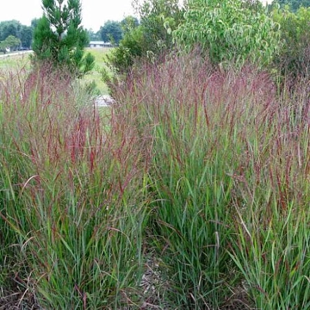 Просо прутьевидное Rotstrahlbusch 30-40 см