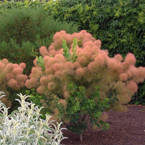 Скумпия Young Lady кожевенная Скумпия Young Lady кожевенная