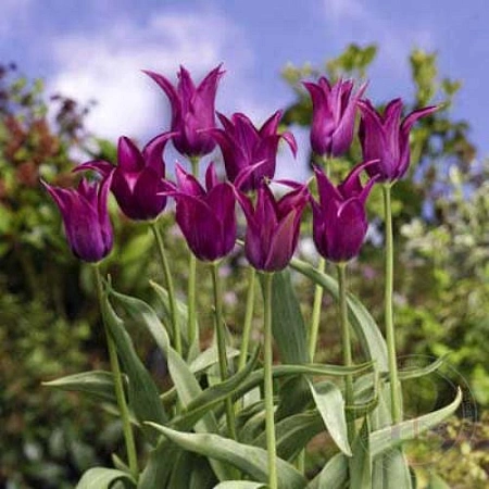 Тюльпан Burgundy (5 шт. в уп.)