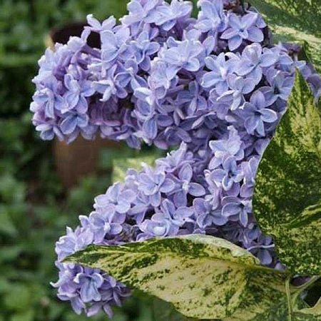 Сирень Аукубафолия (Aucubaefolia) С2