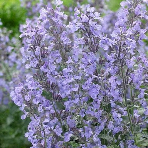 Котовник Фассена Junior Walker's C2 Котовник Фассена Junior Walker's C2