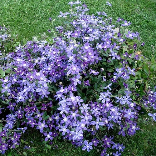 Клематис Кассандра Клематис Кассандра