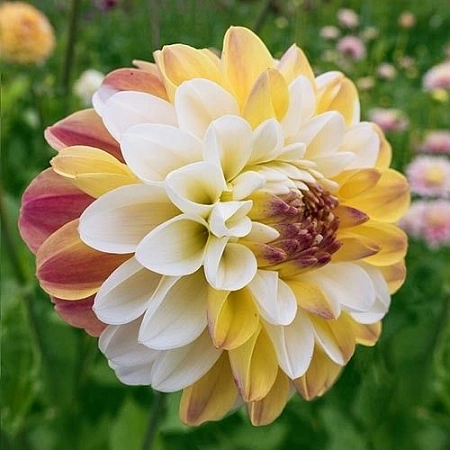 Георгина Double Jill (1 шт. в уп.)