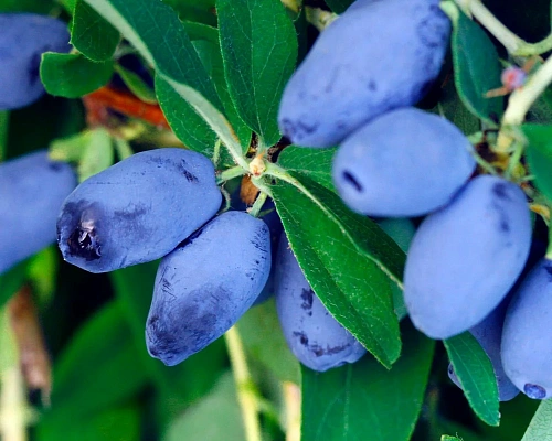 Жимолость съедобная Бореал Бьюти С3 Жимолость съедобная Бореал Бьюти С3