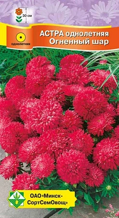 Астра Карликовая Огненный шар, 0,3 г (МССО) Астра Карликовая Огненный шар, 0,3 г (МССО)