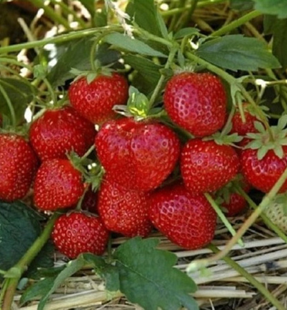 Клубника Лия Сахарная